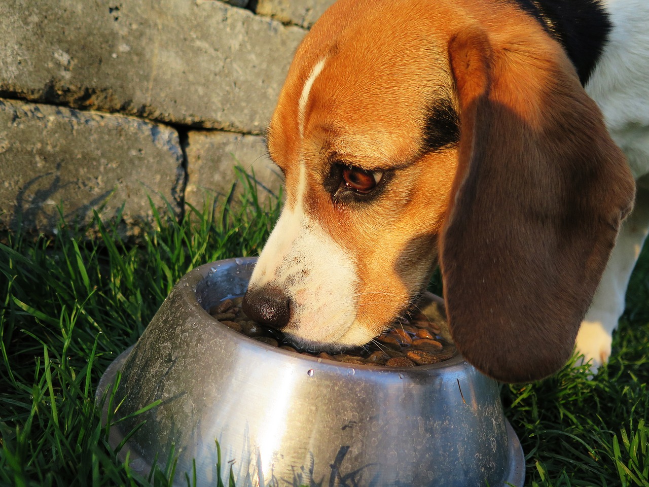 Jak karmić psa, aby był zdrowy?